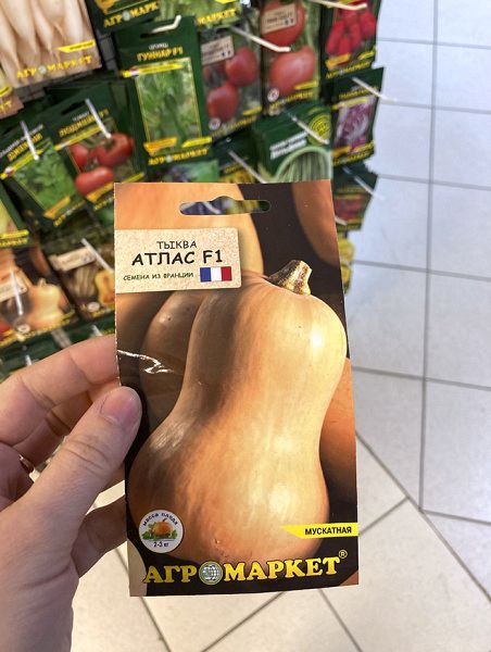 тыква Атлас F1